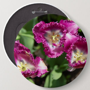 Bóton Redondo 15.24cm Tulipas púrpuras e brancas no jardim