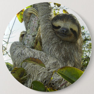 Bóton Redondo 15.24cm Vida viva como uma lama