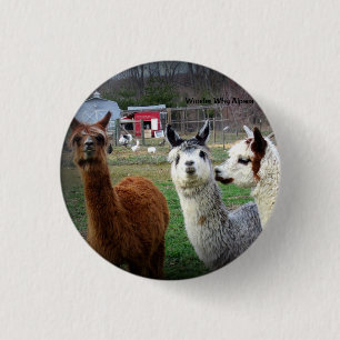 Bóton Redondo 2.54cm Alpacas doces de Suri da maravilha