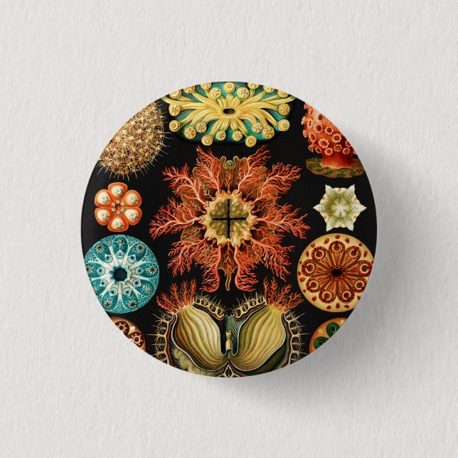 Bóton Redondo 2.54cm Ascidiae, Seescheiden Marine Life by Ernst Haeckel (Frente)