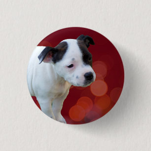 Bóton Redondo 2.54cm Black And White Staffordshire Bull Terrier Puppy,