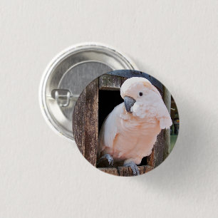 Bóton Redondo 2.54cm Botão Pinback Molucano Cockatoo