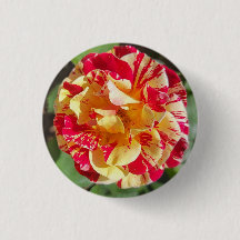 Botão Rosa de Variegação Vermelho e Amarelo