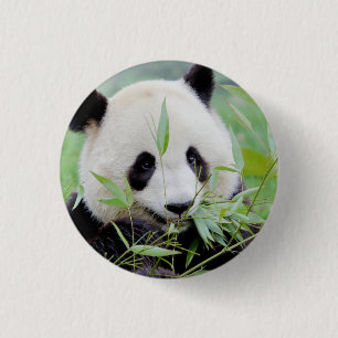 Bóton Redondo 2.54cm Button Photo gigant panda , animais 0036.