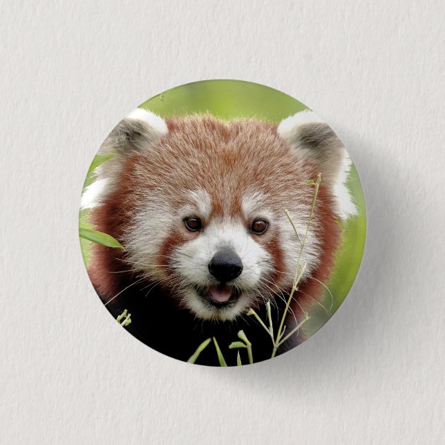 Bóton Redondo 2.54cm Button Photo Red Panda, animais 0049. (Frente)