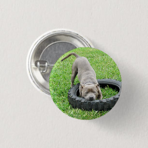 Bóton Redondo 2.54cm Cachorro Macho Jovem Staffy Brincando Com Seu Pneu