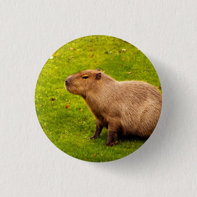 Bóton Redondo 2.54cm Capivara (Frente)