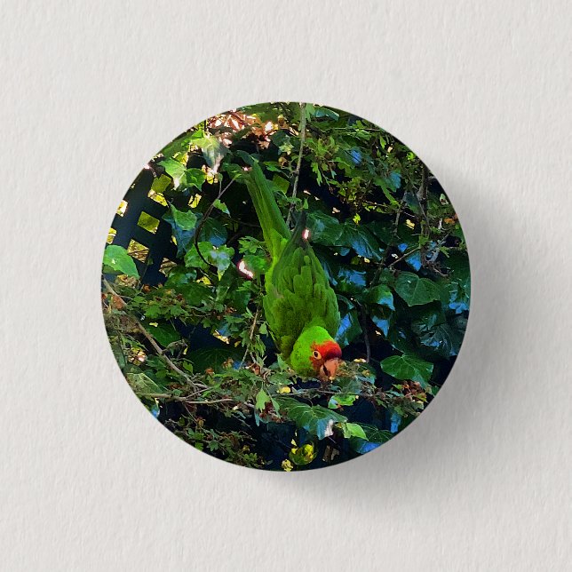 Bóton Redondo 2.54cm Cherry Headed Conure nº 1 Botão Pinback (Frente)