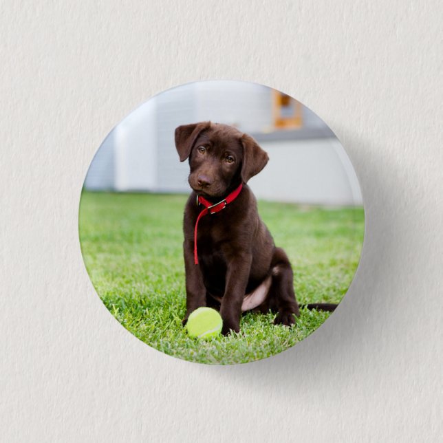 Bóton Redondo 2.54cm Chocolate Labrador Puppy Com Bola De Tênis (Frente)