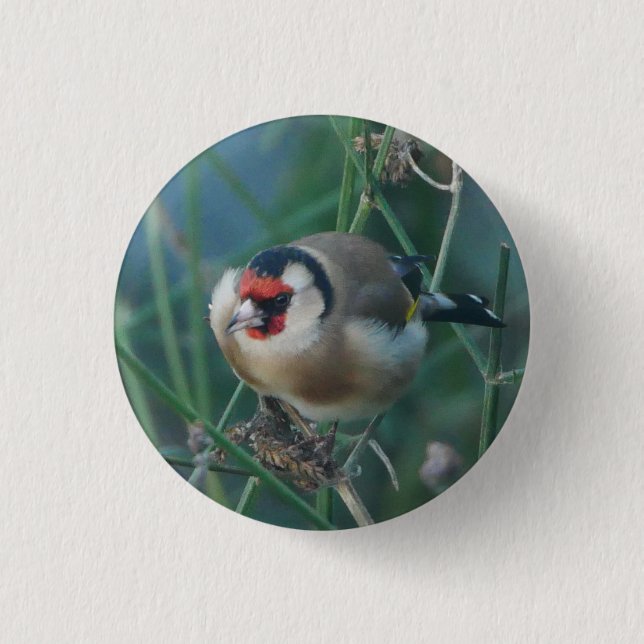 Bóton Redondo 2.54cm Crachá Goldfinch (Frente)