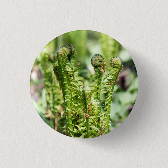 Bóton Redondo 2.54cm Despertar de samambaia jovem no jardim   (Frente)