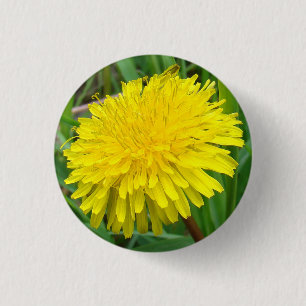 Bóton Redondo 2.54cm F45 Dandelion "Taraxacum officinale"