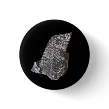 Fern Fossilizado Deixa A Fotografia Do Rock Nature