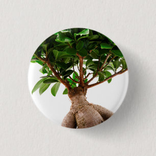 Bóton Redondo 2.54cm Ficus Ginseng