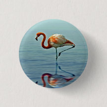 Foto Flamingo Pink Refletim Wildlife