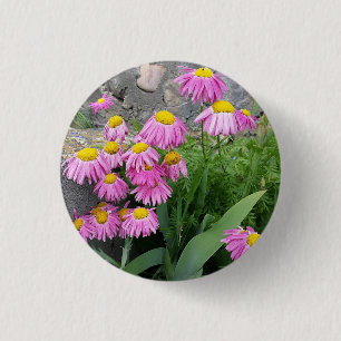 Bóton Redondo 2.54cm Fotografia da natureza: Daisy Flowers Pintado Rosa