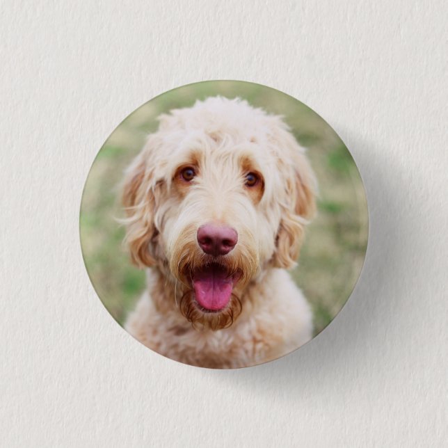 Bóton Redondo 2.54cm Goldendoodle sorrindo (Frente)