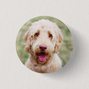 Bóton Redondo 2.54cm Goldendoodle sorrindo