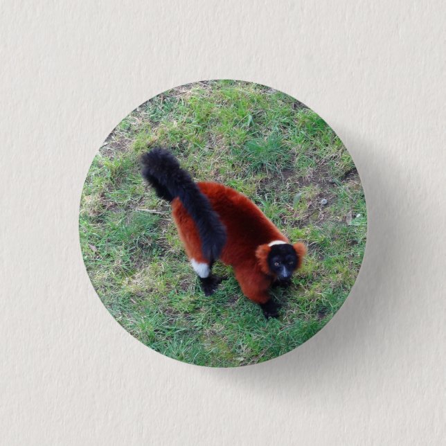 Bóton Redondo 2.54cm Lemur Vermelho Rachado #1 Botão Pinback (Frente)