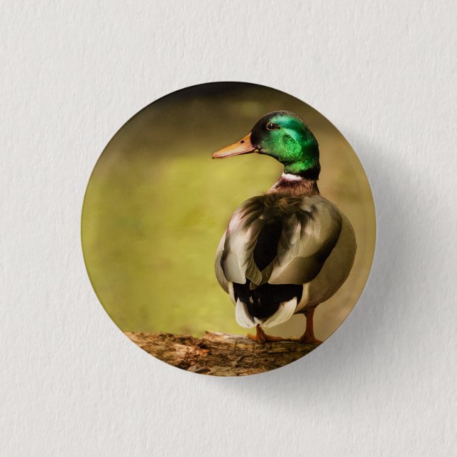 Bóton Redondo 2.54cm Mallard Duck (Frente)