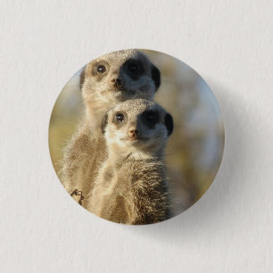 Bóton Redondo 2.54cm Meerkat