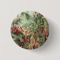 Mosses, Muscinae Laubmoose by Ernst Haeckel
