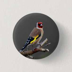 Bóton Redondo 2.54cm Pássaro do Goldfinch
