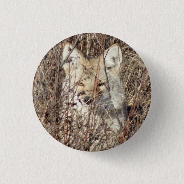 Bóton Redondo 2.54cm R21 Coyote Te Assistindo (Frente)