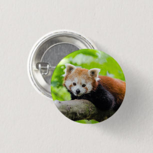 Bóton Redondo 2.54cm Red Panda