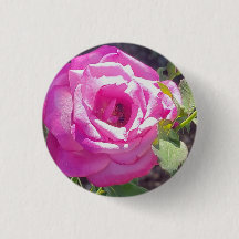Rosa rosa rosa com um botão de abelha