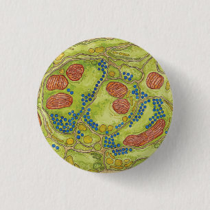 Bóton Redondo 2.54cm Sinapse de TEM - Pin & botão