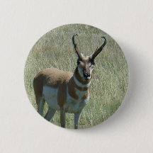 A13 Antilope Americano