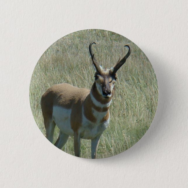 Bóton Redondo 5.08cm A13 Pronghorn Antelope (Frente)