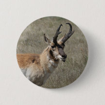 A15 Pronghorn Antelope Rude Buck