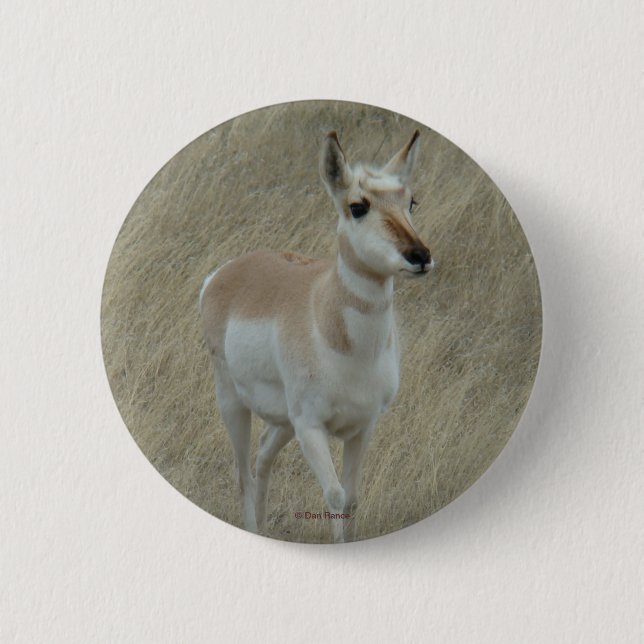 Bóton Redondo 5.08cm A17 Antilope Pronghorn (Frente)
