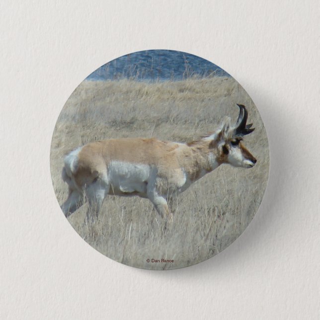 Bóton Redondo 5.08cm A25 Pronghorn Antelope (Frente)