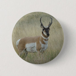 Bóton Redondo 5.08cm A8 Pronghorn Antelope