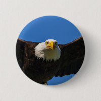 Águia Americana Voando Perto