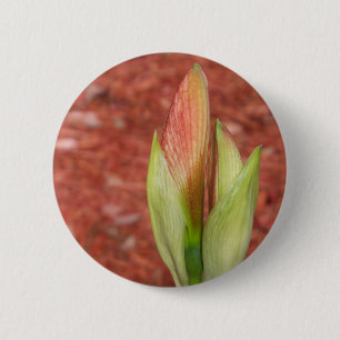 Bóton Redondo 5.08cm Amaryllis Amêndoa de flor da Apple
