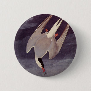 Bóton Redondo 5.08cm Ártico Tern de John James Audubon, Aves Vintage