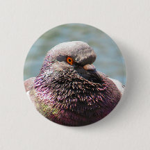 Ascendente próximo do pombo