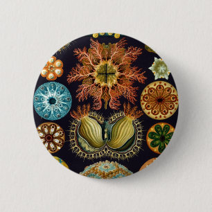 Bóton Redondo 5.08cm Ascidiacea por Ernst Haeckel