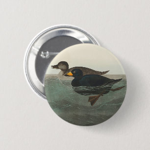 Bóton Redondo 5.08cm Audubon American Scoter Duck Classic