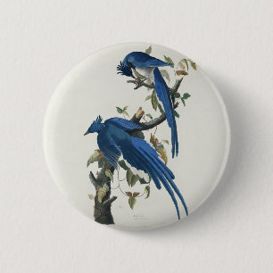 Bóton Redondo 5.08cm Audubon Columbia Jay Black Throated Magpie Jay