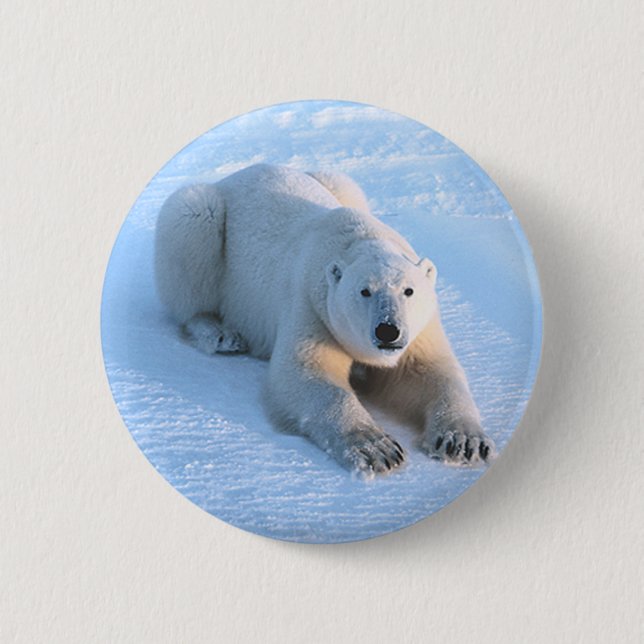 Bóton Redondo 5.08cm Azul do urso polar (Frente)