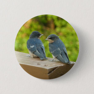 Bóton Redondo 5.08cm Baby Barn Swallow Nature Bird Fotografia