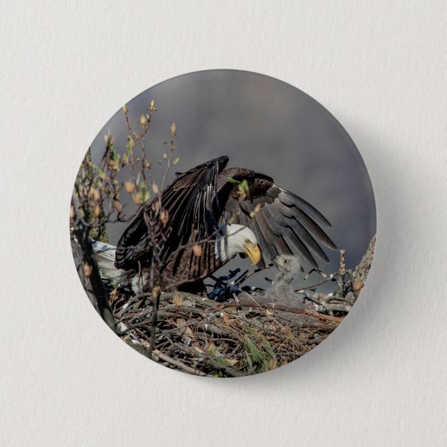 Bóton Redondo 5.08cm Bald Eagle com seu bebê (Frente)