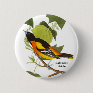 Bóton Redondo 5.08cm Baltimore Oriole, Audubon, Acessório de Birdwatch