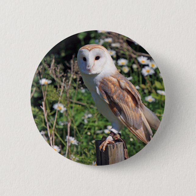 Bóton Redondo 5.08cm Barn Owl (Frente)