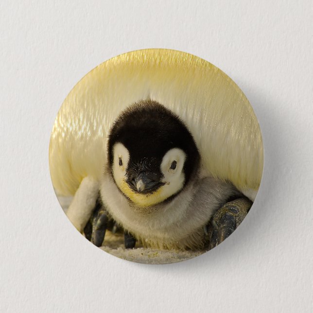Bóton Redondo 5.08cm Bebê pinguim (Frente)